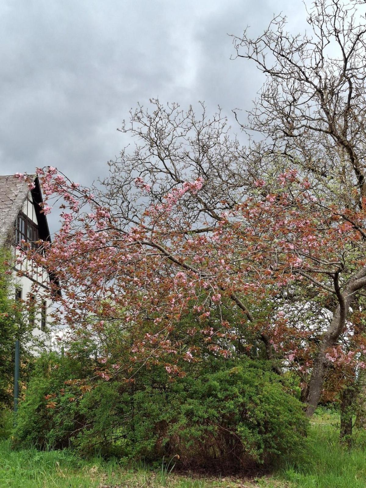 Neu Renovierte Wohnung Mit Traumaussicht & Natur Pur Schnabelwaid מראה חיצוני תמונה